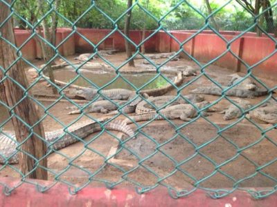 Guindy-Snake-Park2