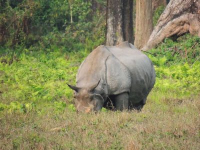 jaldapara-wildlife-rhino10