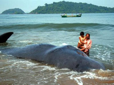 33-feet length Humpback Whale found dead at Devbag Beach near Karwar on Friday. Fishermen said that it reached low-level water and failed to return to the sea. -KPN